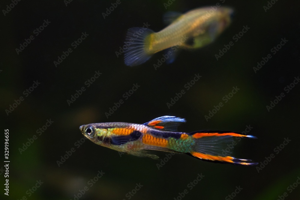 Guppy Endler Adult Male Of Freshwater Aquarium Fish In Vibrant Neon