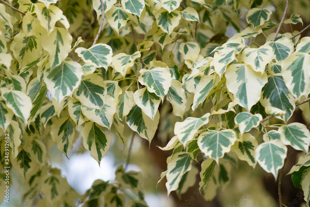 Branch Of Ficus Benjamina With Variegated Leaves Motley Background Of