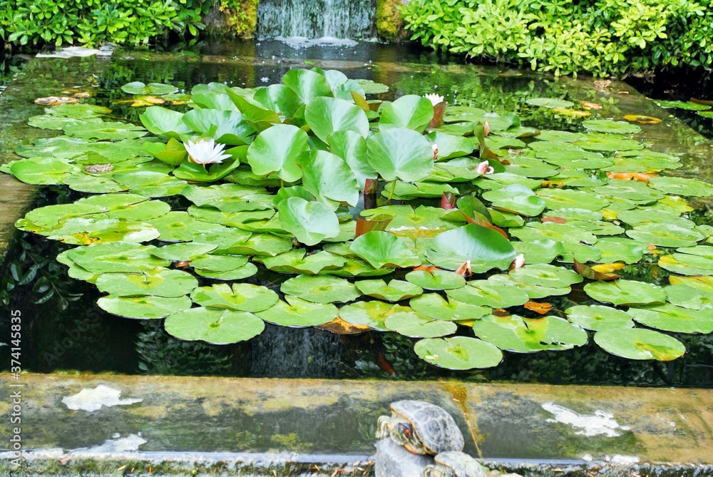 The Beautiful Water Lily Pond At The Exterior Of Sakip Sabanci Museum