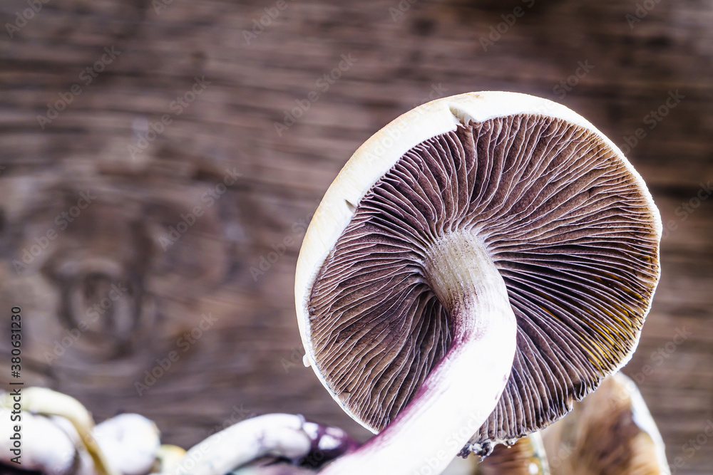 The Mexican Magic Mushroom Is A Psilocybe Cubensis Whose Main Active