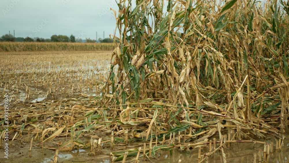 Flood Corn Mold Blight Maize Yellow Ears Plants Field Damaged Flooded