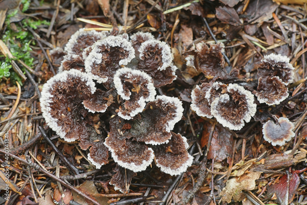 Thelephora Terrestris Known As Earthfan Fungus Wild Mushroom From