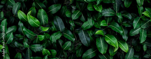 Closeup green leaves background, Overlay fresh leaf pattern, Natural foliage textured and background