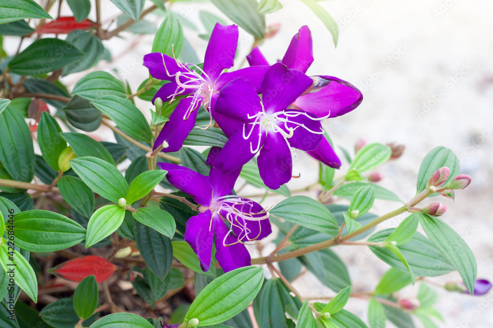 Purple Flower Of Malabar Gooseberry Malabar Melastome Or Indian