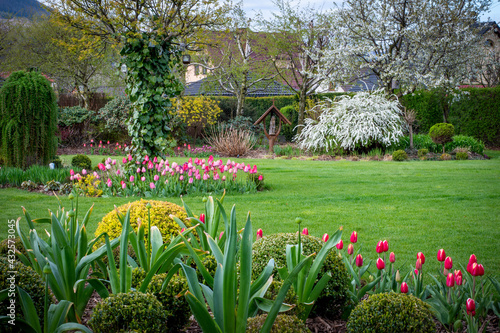 Wiosna w pięknym ogrodzie, kwitną tulipanu, czesnek i tawuła, rabaty w zielonym trawniku