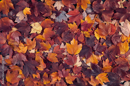 Scattered colorful red, orange and yellow fall maple leaves background. Colors of gold autumn. Seasonal decoration concept.