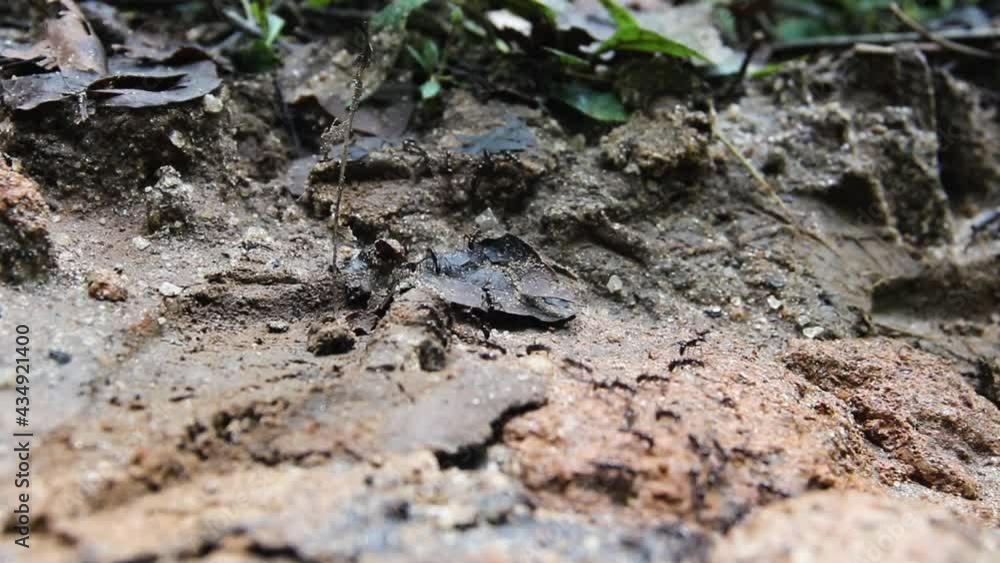 Column Line Of Nomad Ants Army Ants Odontomachus Sp With Long