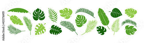 Summer palm leaf vector green plant, exotic nature set isolated on white background. Jungle illustration