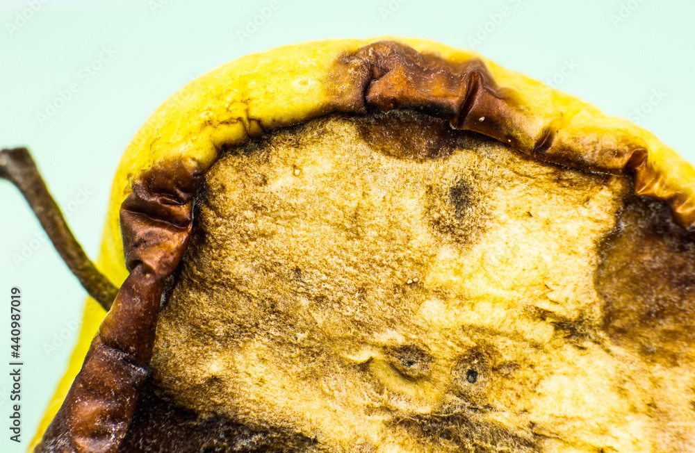 Rotten And Moldy Apple Fruit Bad Conditions Of Preservation Close Up