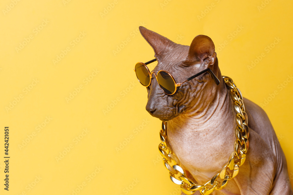 Cat Of Breed Sphinx Wearing In Fashion Glasses And A Gold Chain Naked Cat A Kitten Without