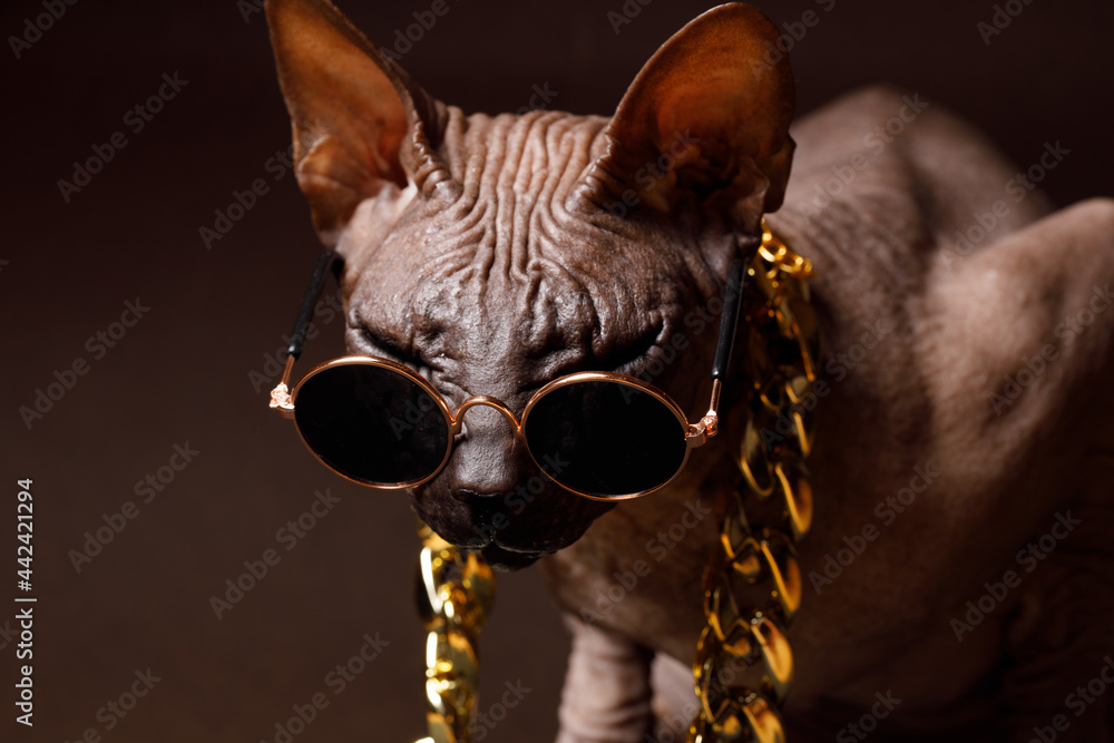 Cat Of Breed Sphinx Wearing In Fashion Glasses And A Gold Chain Naked Cat A Kitten Without
