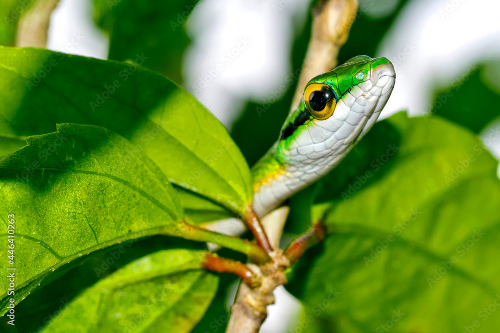 Parrot Snake Satiny Parrot Snake Leptophis Depressirostris Tropical