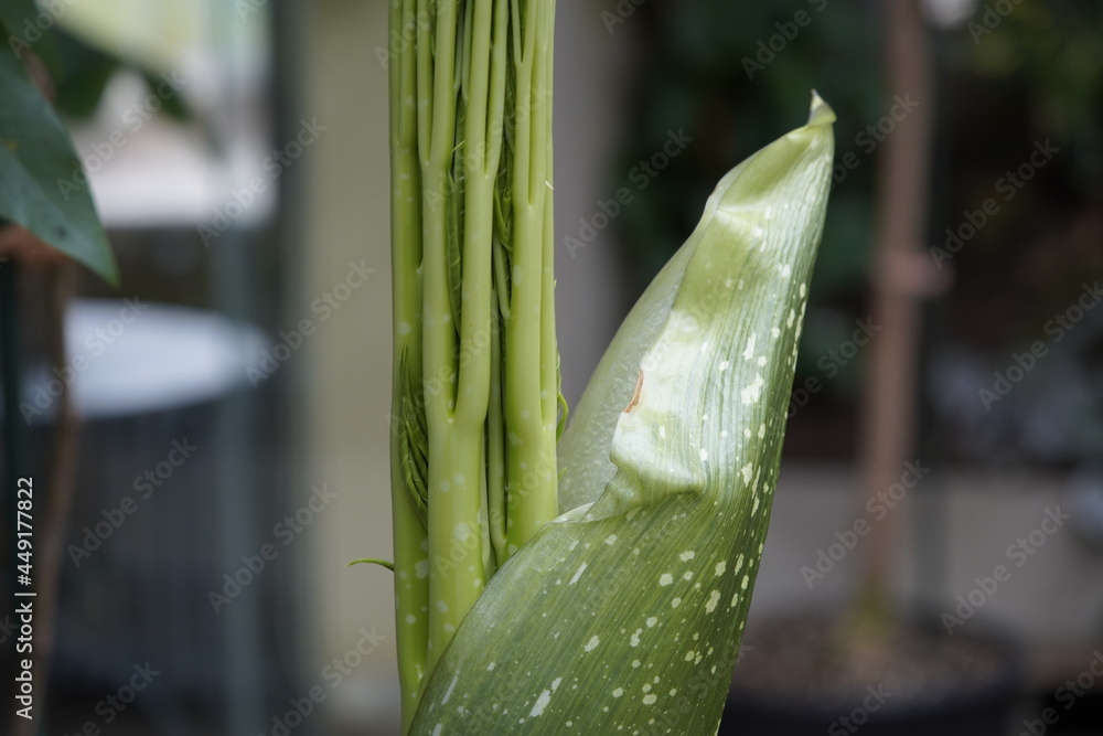 New Shoot Of Amorphophallus Titanum The Titan Arum Is A Flowering