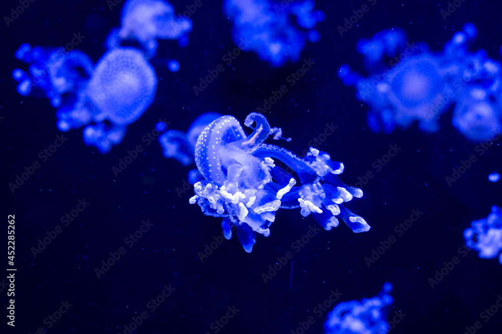 Photo Art Print White Spotted Jellyfish Phyllorhiza Punctata Also