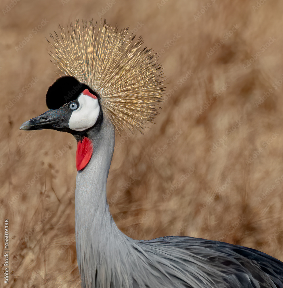 Grey Crowned Crane Portrait Inside Ngorongoro Crater In Tanzania Stock