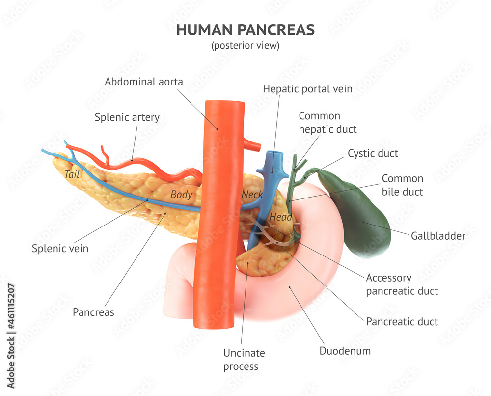 Fototapeta Posterior View Of Anatomically Accurate Human Pancreas With