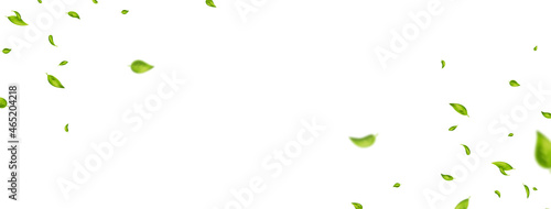 Green leaves border. Organic, eco, vegan, design element. Beauty product. Leaf falling on white long banner. Wave foliage ornament. Fresh tea background. Cosmetic pattern frame. Vector illustration