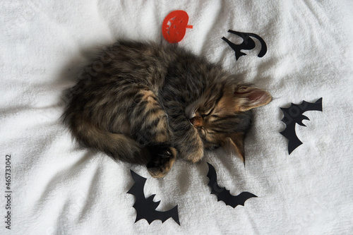 kitten little striped sleeping on white background halloween bat and pumpkin