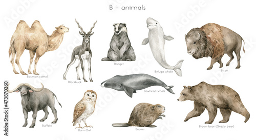 Watercolor wild animals letter B. Bactrian camel, blackbuck antelope, badger, beluga, bison, buffalo, barn owl, bowhead whale, beaver, bear. Wildlife animals. Educational alphabet cards with animals. 