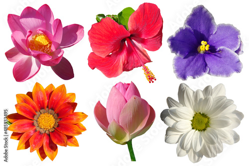 Six different flowers isolated on a white background.