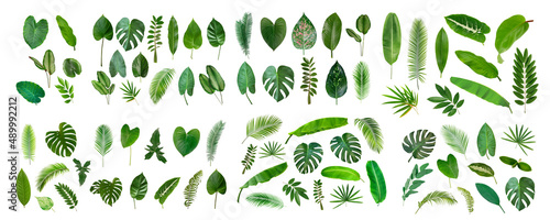 Set of Tropical leaves collection on white background.