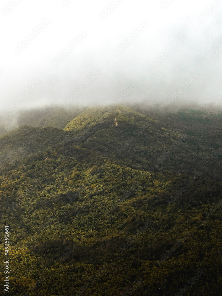 El Yunque Rain Forest Puerto Rico From Top Of The Britton Tower Views