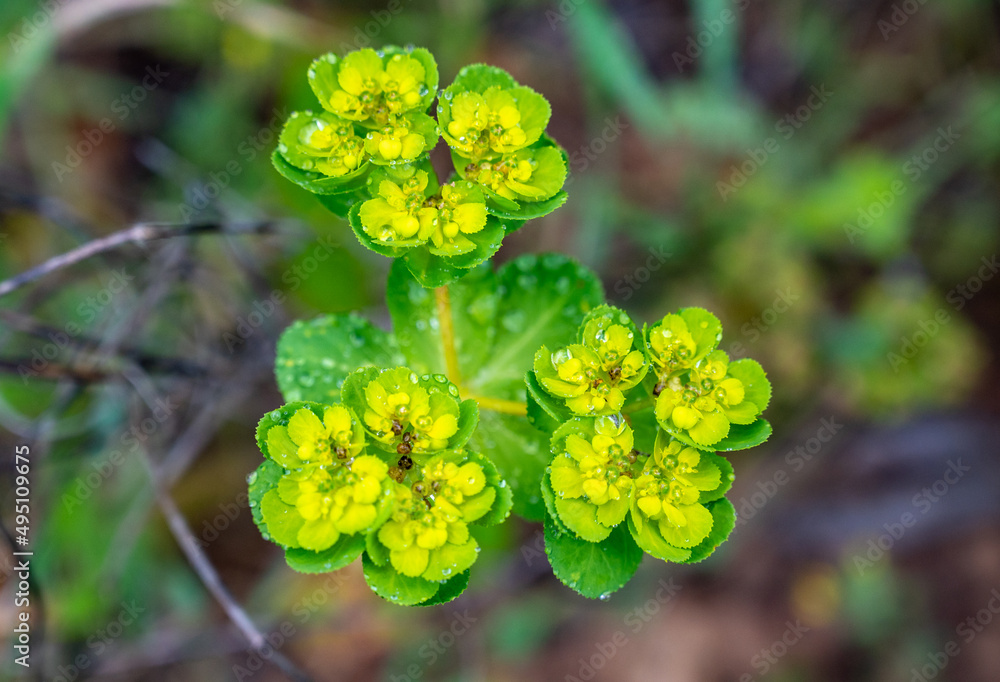 Green Flowers Of Myrtle Euphorbia Myrsinites The Myrtle Spurge Blue