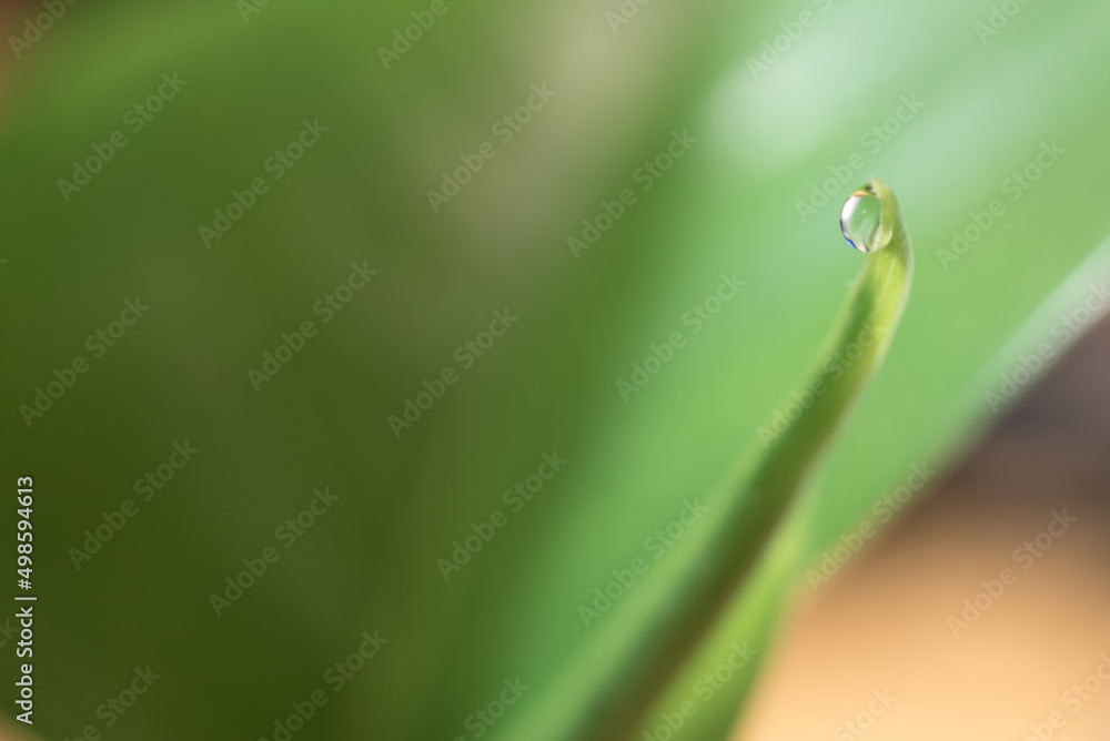 Detalle De Una Peque A Gota De Agua Sobre La Hoja De Una Planta Verde