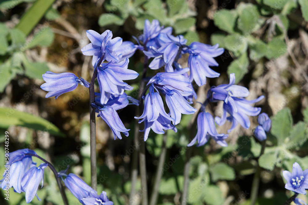 Hyacinthoides hispanica Jacinthe d Espagne à inflorescence campanulée