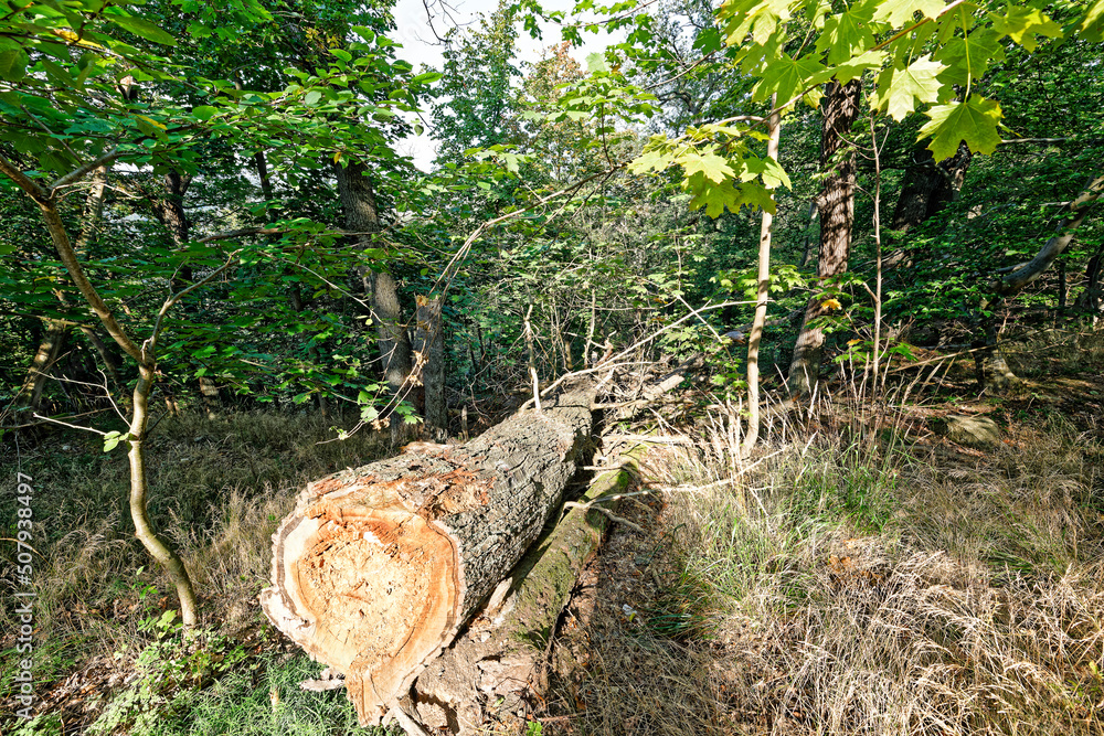 Teufels Mauer Thale Obscurum Thale Stock Photo Adobe Stock