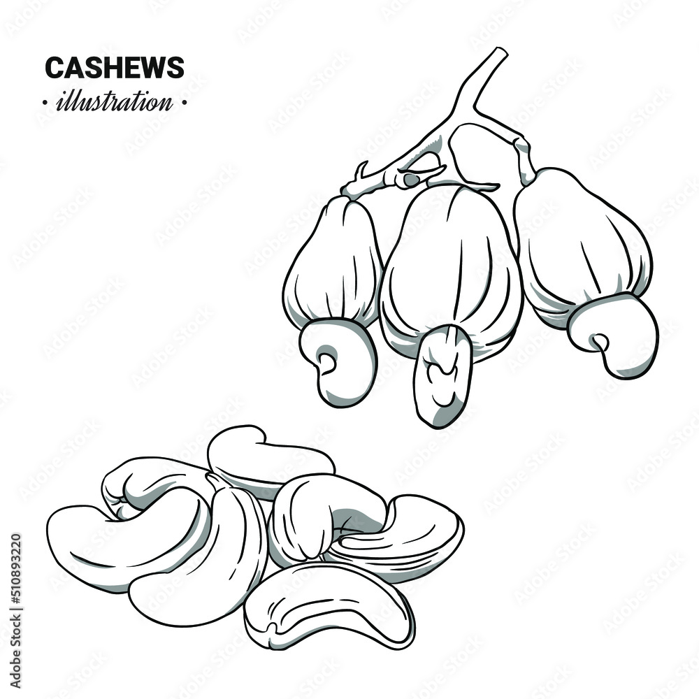 Hand Drawn Sketch Style Cashew Set Single Group Seeds Cashew In