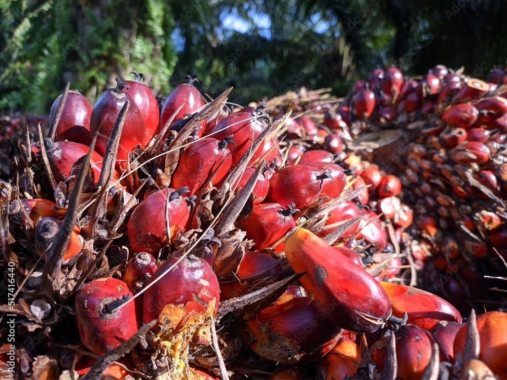 Foto De Oil Palm Fruit Elaeis Guineensis In The South Kalimantan