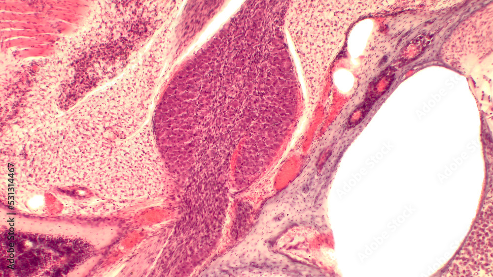 Inner Ear Cochlea Histology Organ Of Corti Spiral Organ