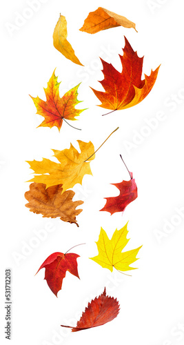 Red and yellow autumn tree leaves in the air cut out
