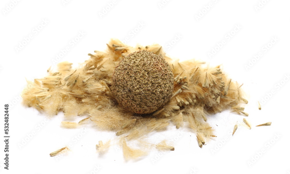 Dry Plane Tree Seeds Sycamore Seed Pod Isolated On White Stock Photo