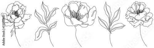 Peony flowers isolated png illustration. Wildflowers for background. Abstract botanical art. Simple minimalist art set. Continuous line drawing.