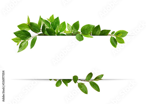 Decorative green leaves and a card with copy space isolated on white
