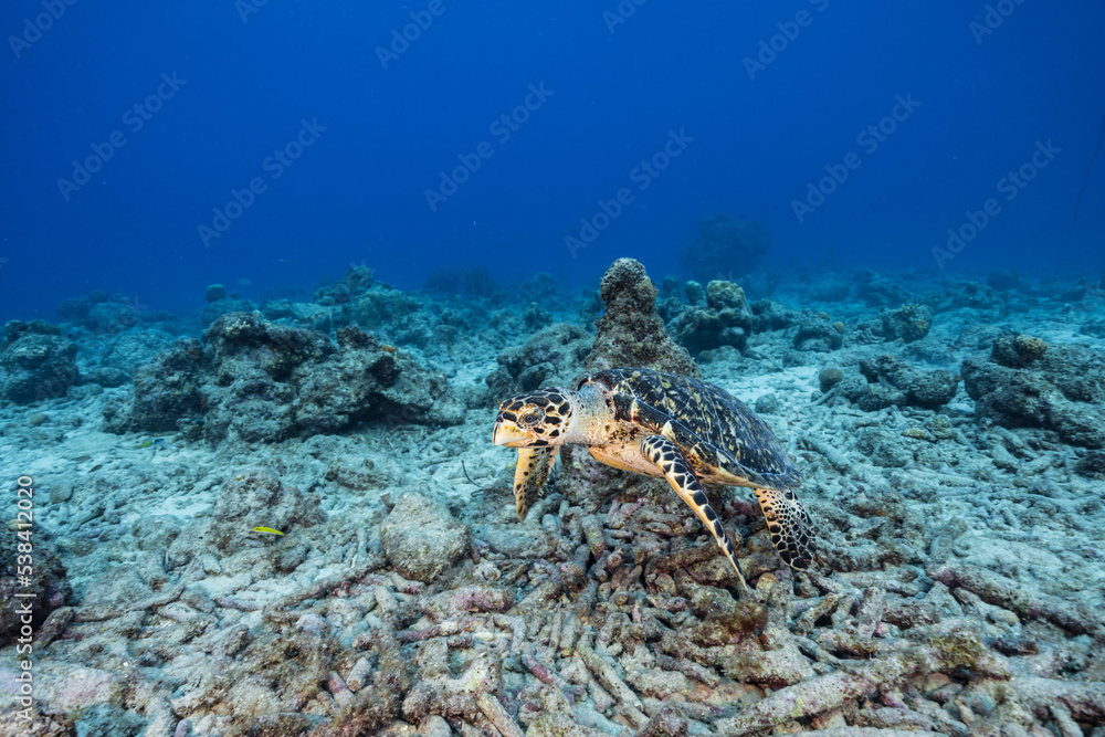 Seascape With Hawksbill Sea Turtle In The Coral Reef Of The Caribbean