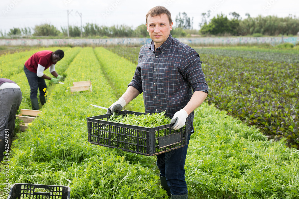 Confident Worker Harvesting Green Mizuna Brassica Rapa Nipposinica