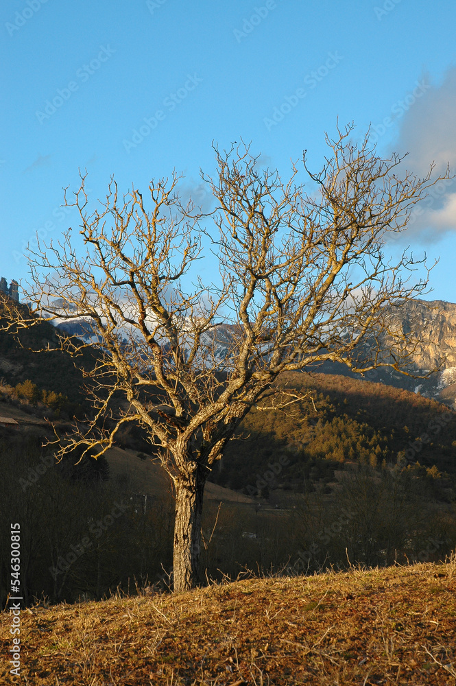 Noyer Hiver Juglans Regia Parc Naturel R Gional Du Vercors Dr Me