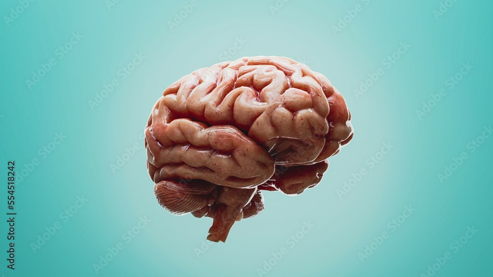 Human Brain Realistic Digital Illustration D Render Stock