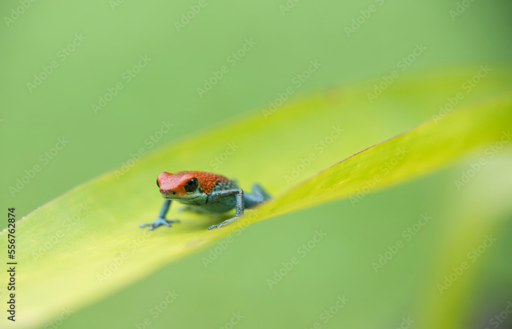 A Granular Poison Frog Oophaga Granulifera Rests On A Plant In