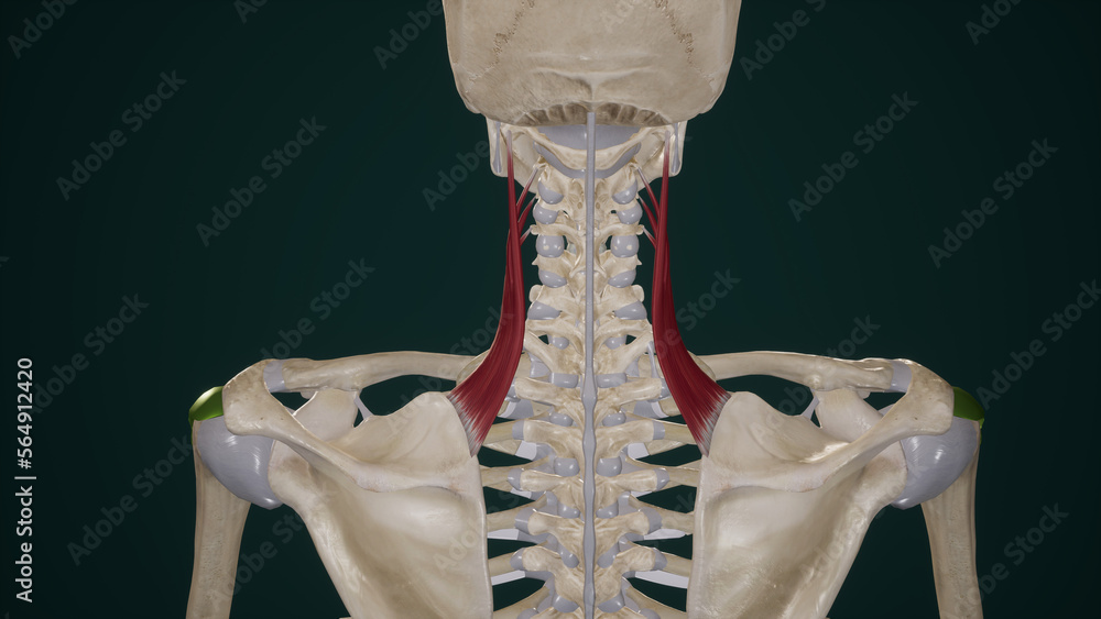 Medical Accurate Illustration Of Levator Scapulae Muscles Stock