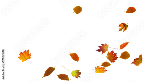 autumn colored fall leaf texture on transparent background overlay