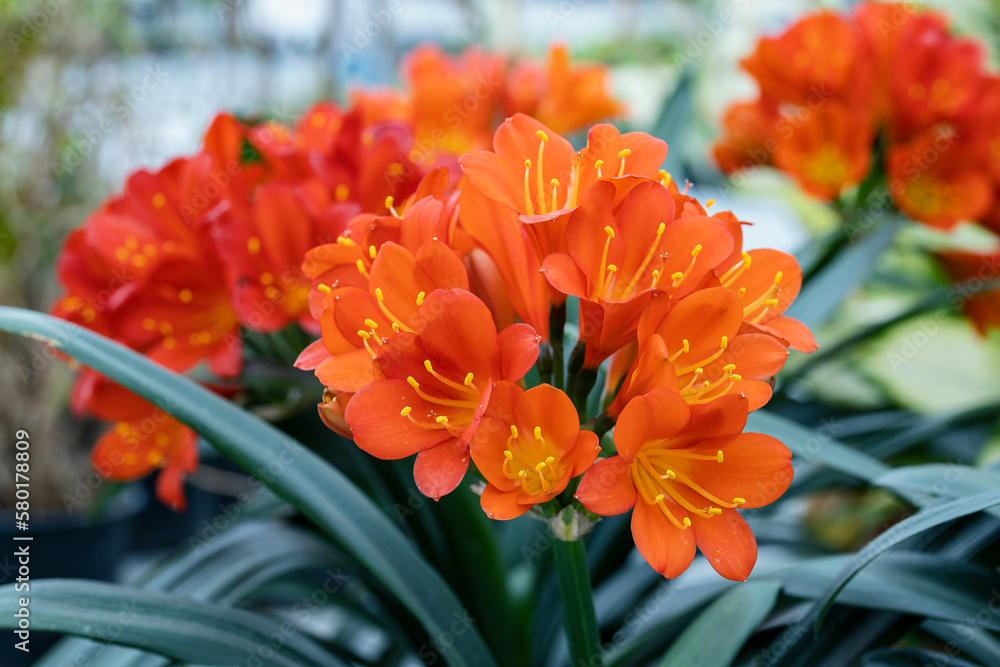 Foto De Clivia Miniata The Natal Lily Or Bush Lily It S Native To