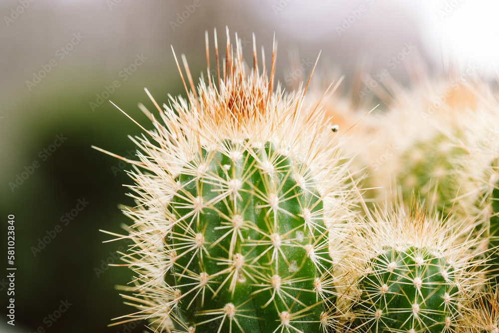 Foto De Houseplant Pilosocereus Pachycladus Cactus Cactuses Growing In