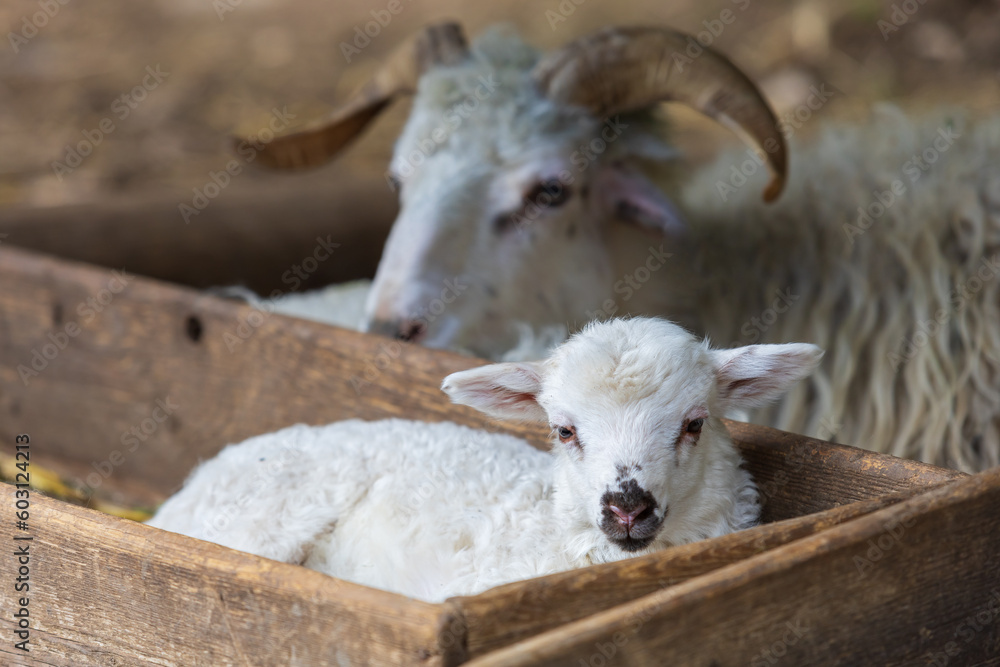 Wallachian Sheeps A Breed Of White Furry Sheep From Wallachia In The