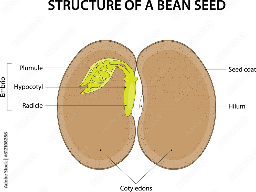 Structure Of A Bean Seed Diagram Labelled Stock Illustration Adobe