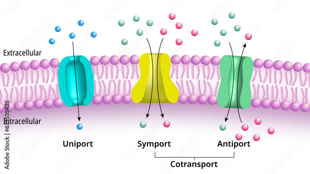 Stockvector Membrane Transport Uniport Symport Antiport