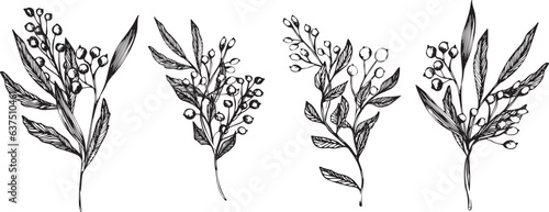 Vector set of compositions with leaves and berries drawn in ink. wild plants and herbs, monochrome botanical illustration for backgrounds. Temlate for wedding cards and polygraphy, logo, tattoo